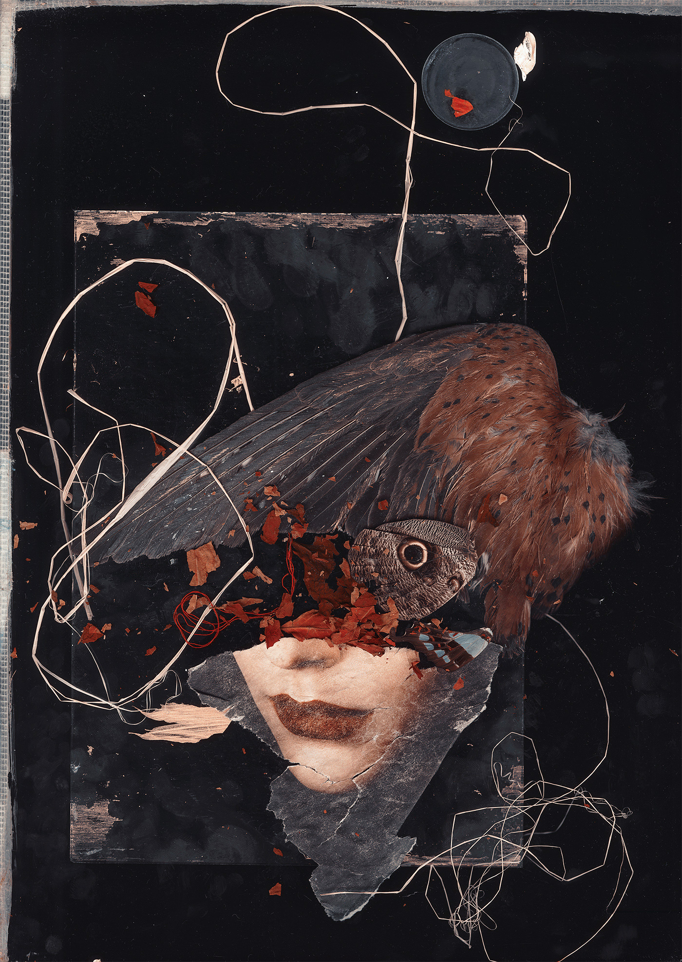 Karborn Untrained Feral Bandit